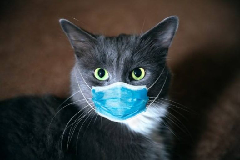 COVID-19: No hay evidencia que mascotas contagien a personas