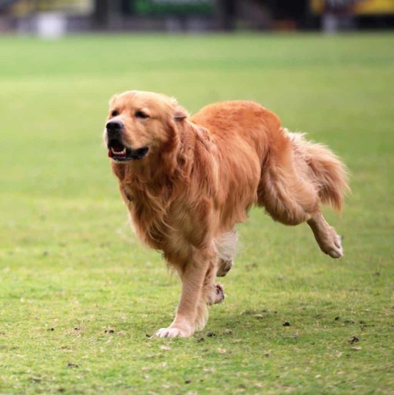 ¡Se perdió Coloso!