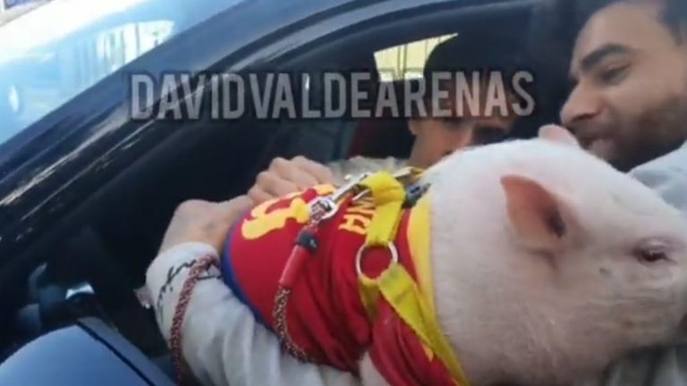 Riqui Puig firma… ¡un cerdo saliendo del entrenamiento!
