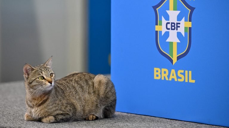 Denuncian a Brasil por maltrato animal tras el episodio del gato