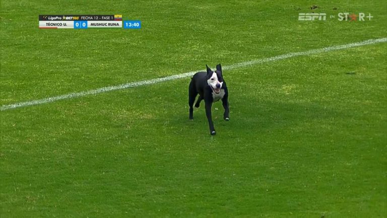 INSÓLITA INVASIÓN: Un perro se metió en la cancha durante el T. Universitario Vs. Mushuc Runa