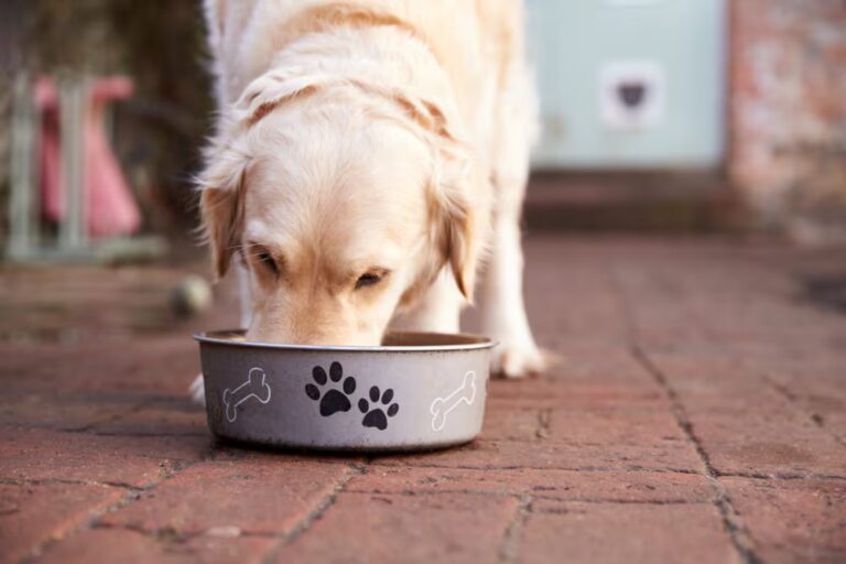 Alimentos para mascotas no pagarán IVA desde el 1 de febrero del 2025