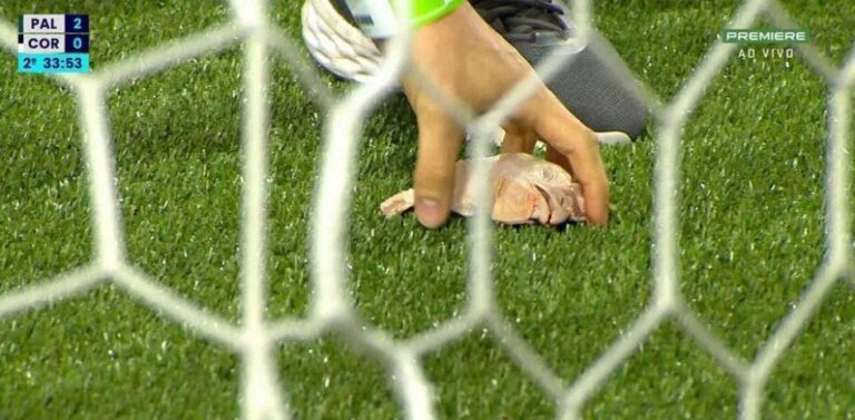 (VIDEO) Hinchas del Palmeiras lanzan cabezas de pollo en el derbi de São Paulo