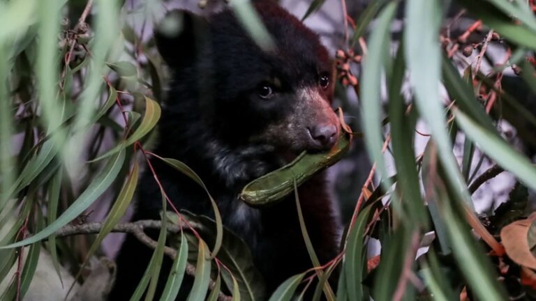 Investigación descubre que los osos andinos ecuatorianos provienen de una sola población genética