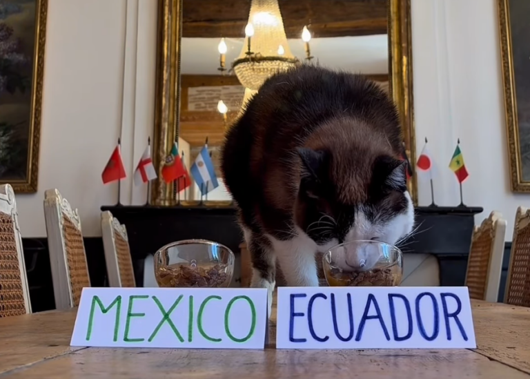(VIDEO) ES VIRAL: Un gato predice que Ecuador eliminará a México