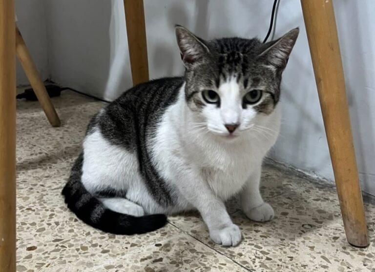 Gatito que fue expulsado de un gimnasio en Guayaquil ya fue adoptado